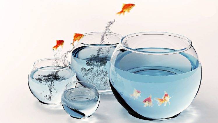 fish, Aquarium, Water, Goldfish, Digital Art HD Wallpaper Desktop Background