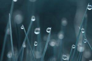 digital Art, Grass, Rain, Dew