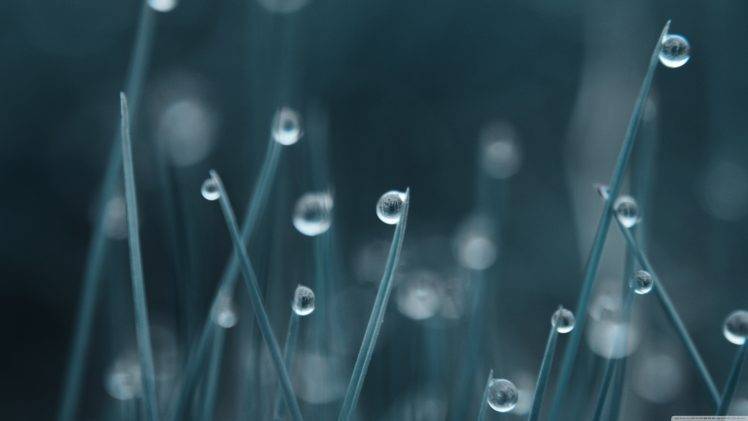 digital Art, Grass, Rain, Dew HD Wallpaper Desktop Background