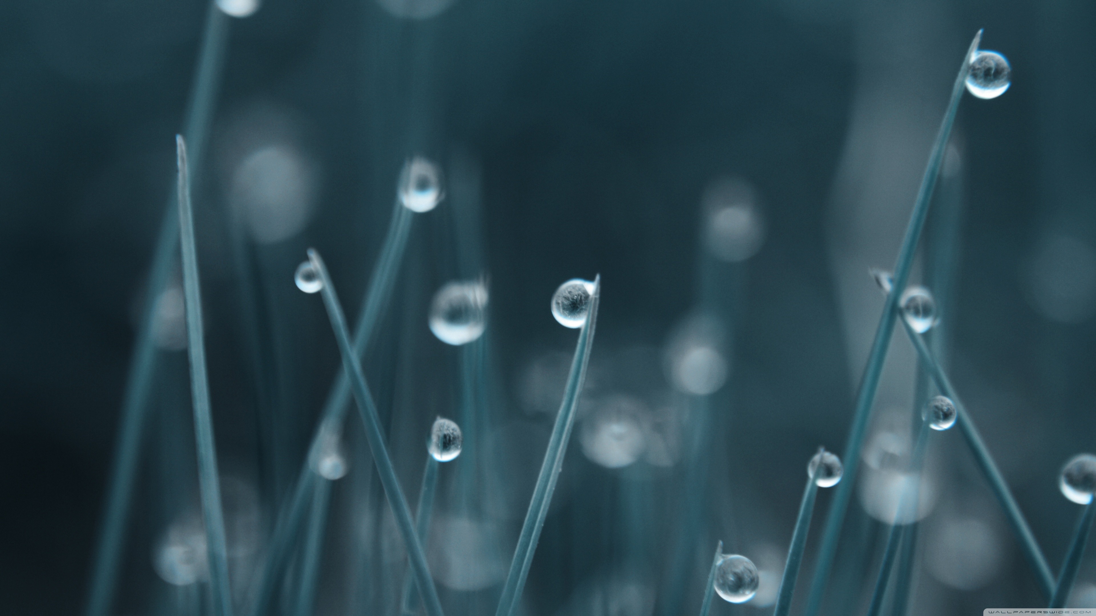 digital Art, Grass, Rain, Dew Wallpaper