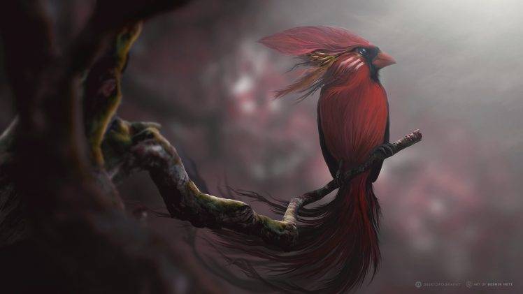 red, Birds, Digital Art HD Wallpaper Desktop Background