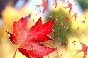 nature, Leaves, Fall, Maple Leaves, Windy, Birds, Photo Manipulation, Artwork, Flying, Depth Of Field, Swallow (bird)