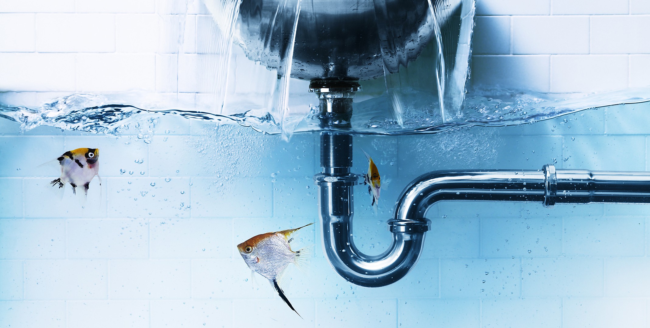 fish, Water, Digital Art Wallpaper