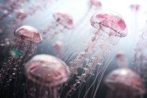 jellyfish, Digital Art