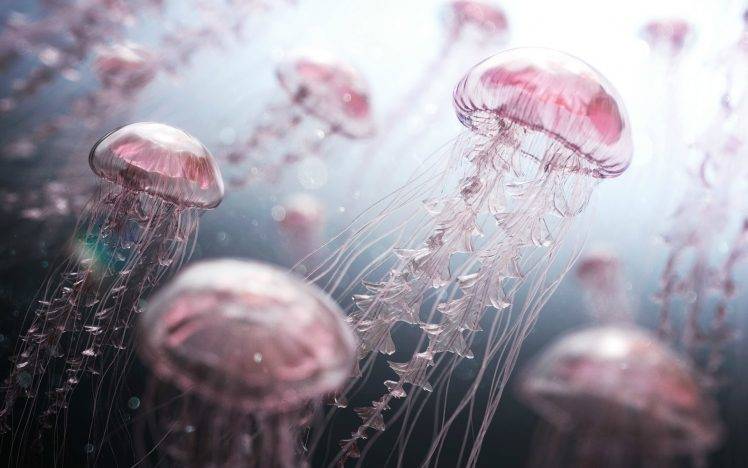 jellyfish, Digital Art HD Wallpaper Desktop Background