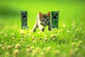 cat, Creeper, Minecraft, Grass