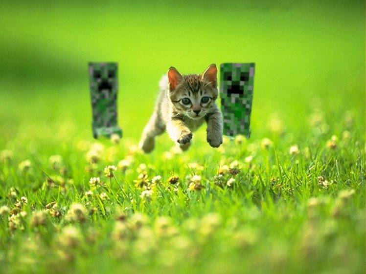 Cat Creeper Minecraft Grass Wallpapers Hd Desktop And Mobile