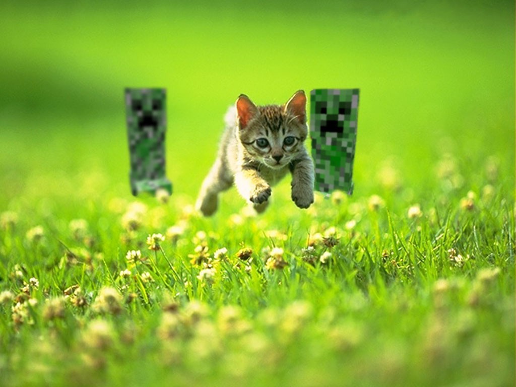 Cat Creeper Minecraft Grass Wallpapers HD Desktop And Mobile 