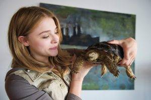 women, Animals, Turtle, Chloë Grace Moretz