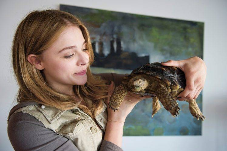women, Animals, Turtle, Chloë Grace Moretz HD Wallpaper Desktop Background