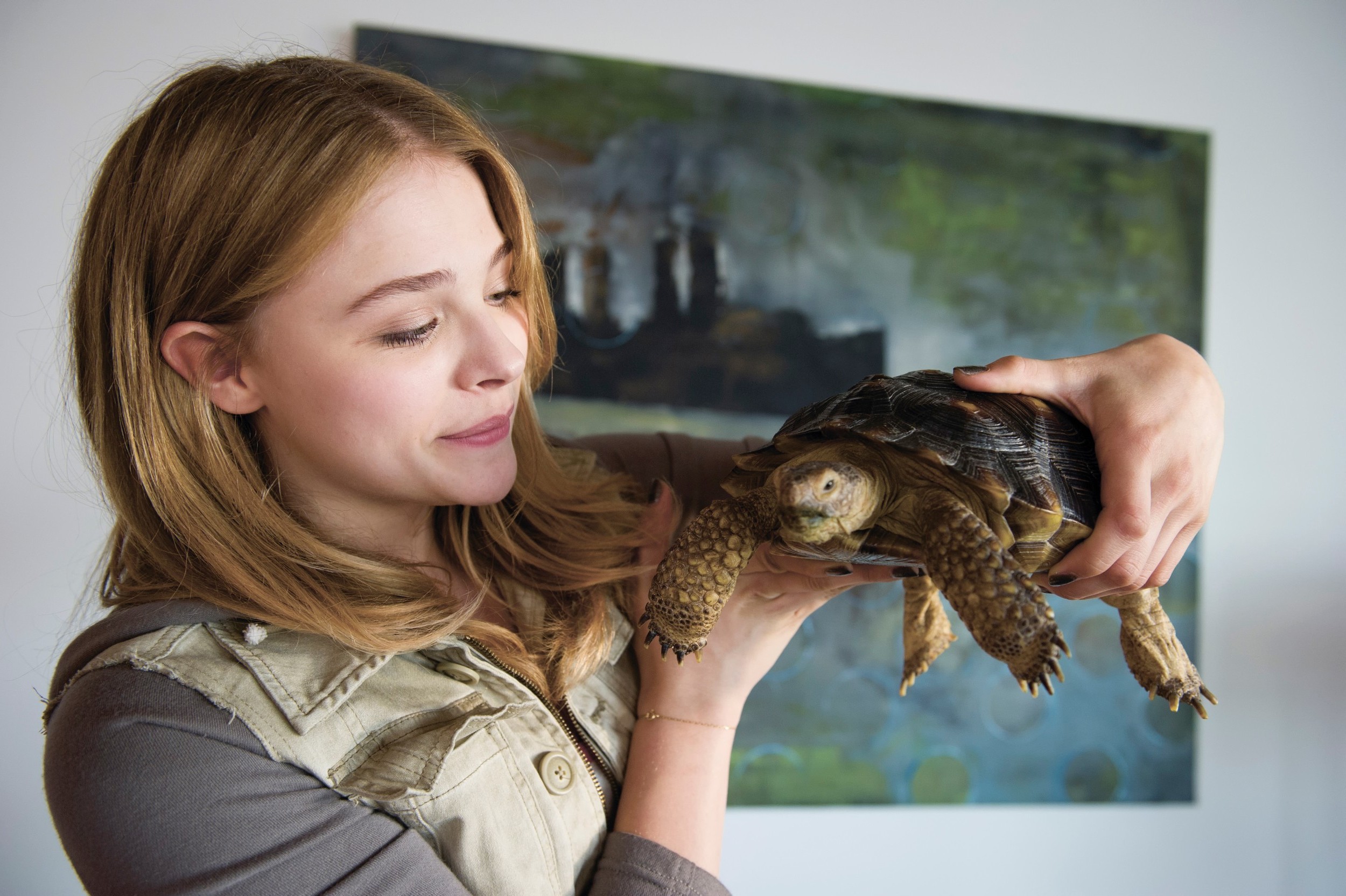 women, Animals, Turtle, Chloë Grace Moretz Wallpaper