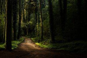 landscape, Forest, Path