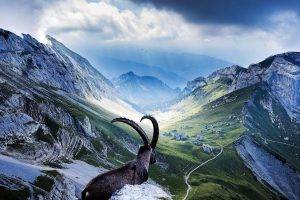 nature, Landscape, Mountains, Goats, Switzerland, Horns