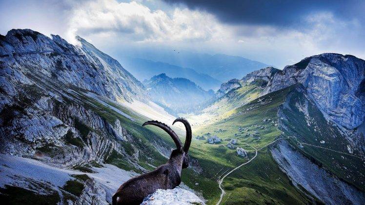 nature, Landscape, Mountains, Goats, Switzerland, Horns HD Wallpaper Desktop Background