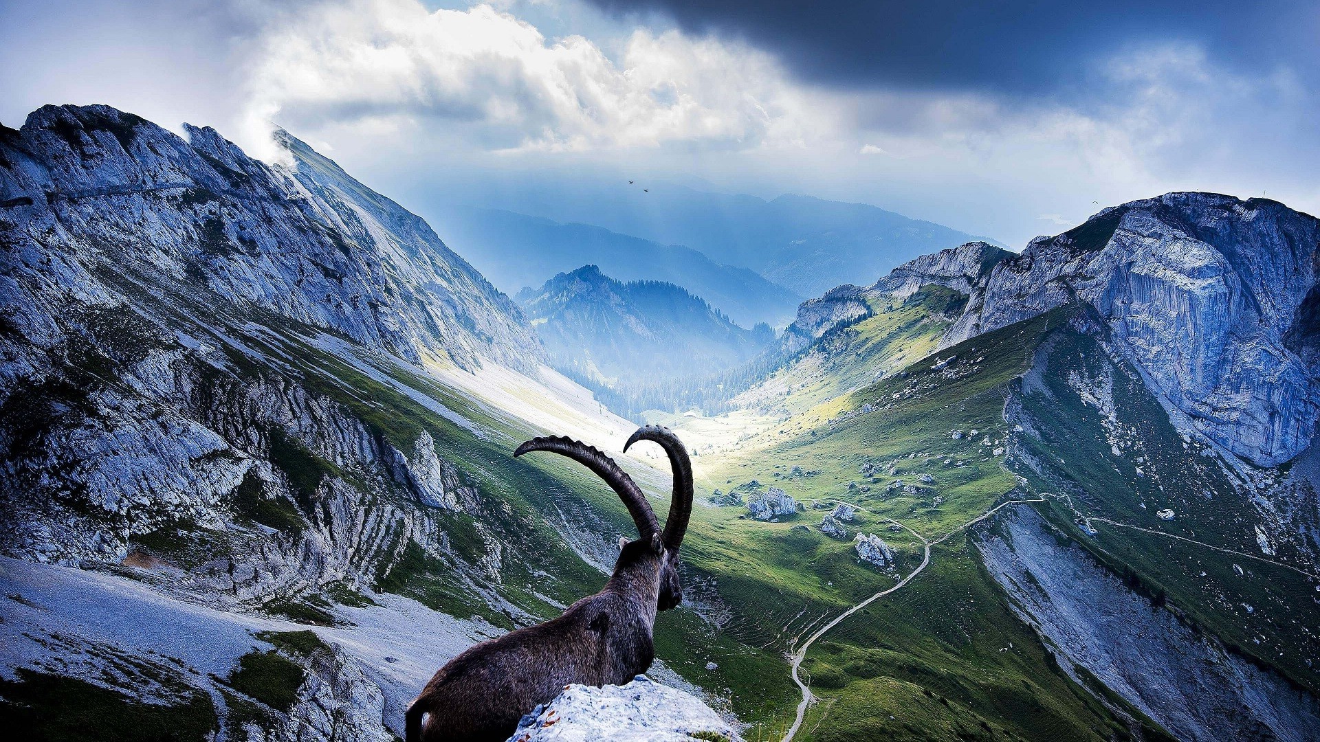 nature, Landscape, Mountains, Goats, Switzerland, Horns Wallpaper