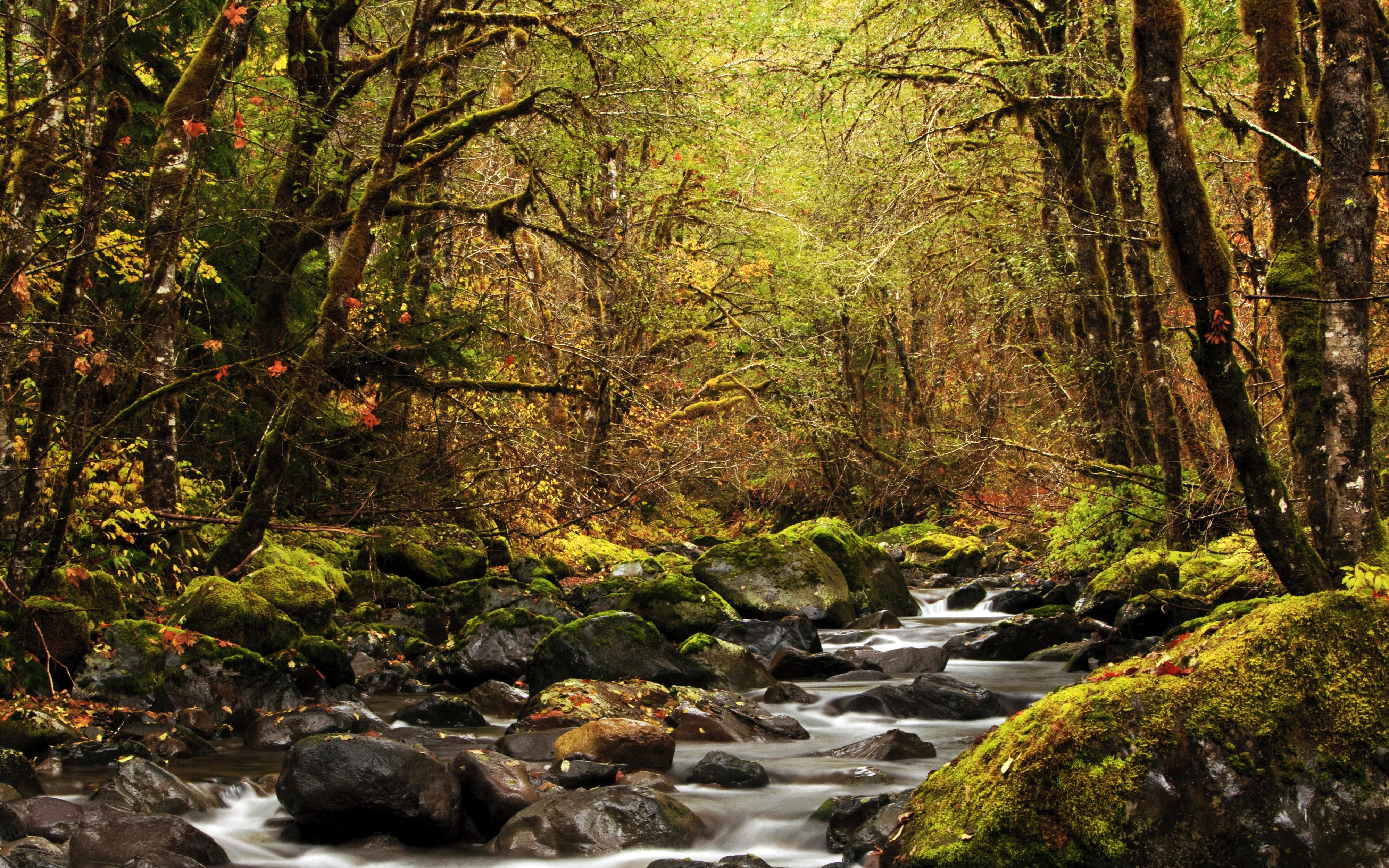 landscape, River, Forest Wallpaper