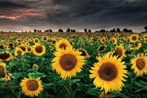 sunflowers, Sky, Field, Nature, Landscape