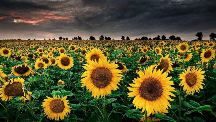 sunflowers, Sky, Field, Nature, Landscape HD Wallpaper Desktop Background