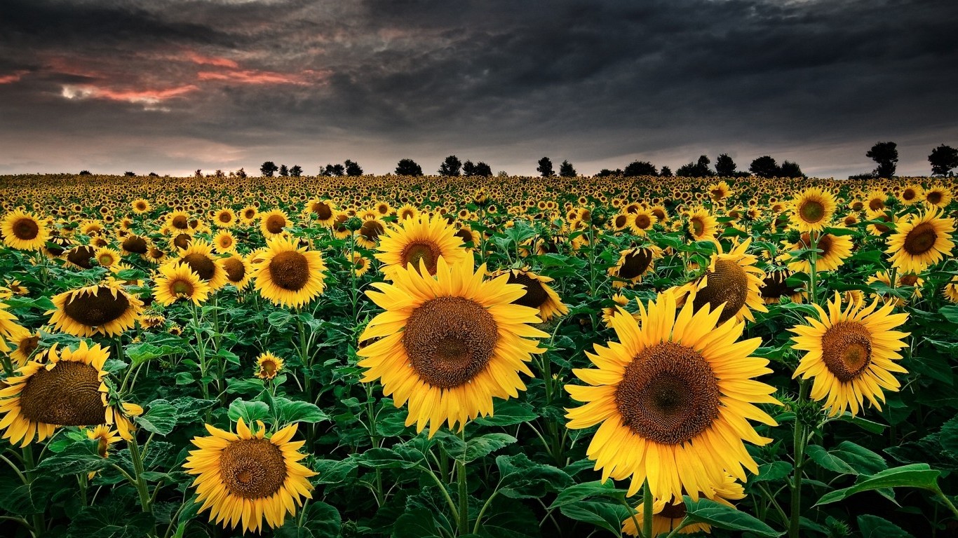 sunflowers, Sky, Field, Nature, Landscape Wallpaper