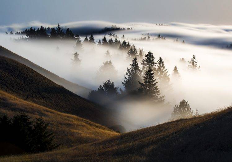 landscape, Nature, Spruce, Trees, Mist, Clouds, Grass HD Wallpaper Desktop Background
