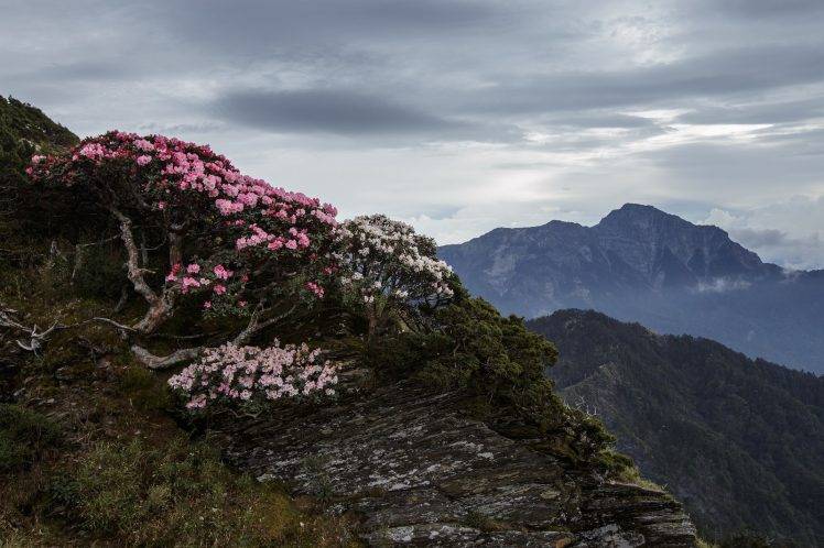 nature, Landscape, Photography, Flowers, Mountains, Mist HD Wallpaper Desktop Background