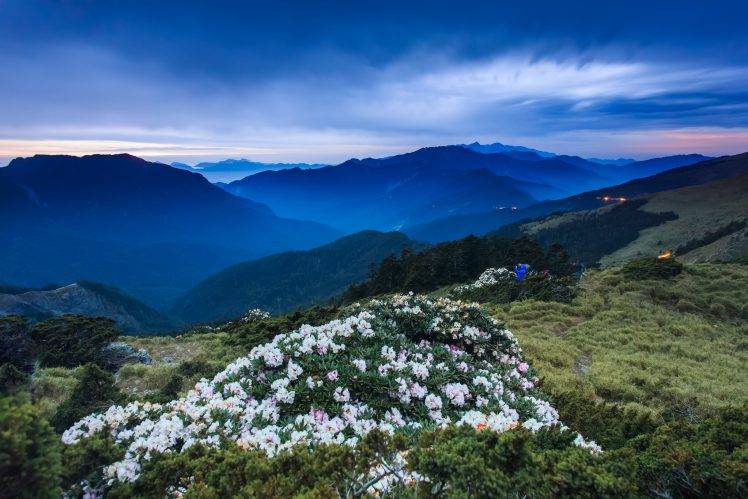 nature, Landscape, Photography, Flowers, Mountains, Brume HD Wallpaper Desktop Background