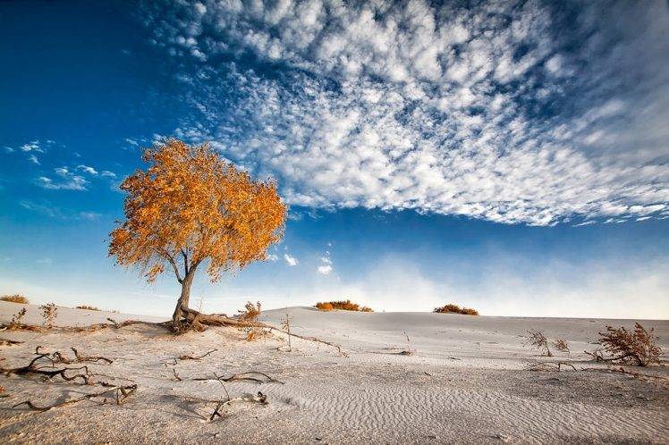 nature, Photography, Landscape, Dune, Sand, Trees, Clouds, Shrubs, White, Blue, Amber, New Mexico HD Wallpaper Desktop Background