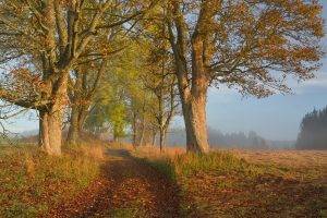 photography, Landscape, Nature, Fall, Trees, Path, Leaves, Sunlight, Morning