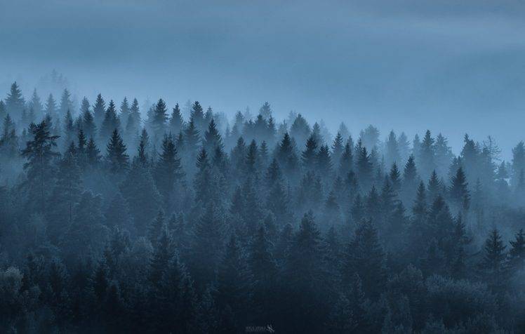 landscape, Forest, Trees, Mist, Nature HD Wallpaper Desktop Background