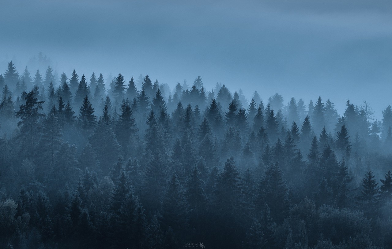 landscape, Forest, Trees, Mist, Nature Wallpaper