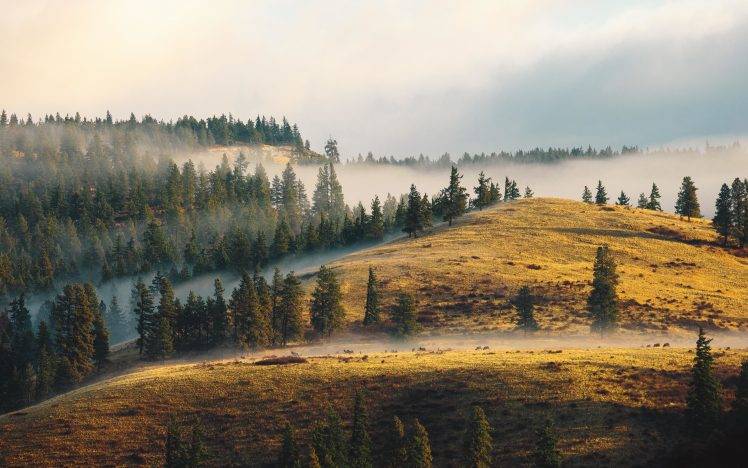 forest, Landscape, Mist HD Wallpaper Desktop Background