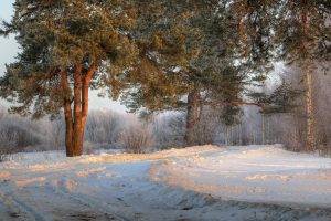 landscape, Photography, Nature, Morning, Road, Trees, Snow, Winter, Shrubs, Sunlight, Russia