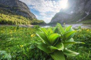 photography, Nature, Landscape, Spring, Mountains, Wildflowers, Sunset, River, Alps, Forest, Austria