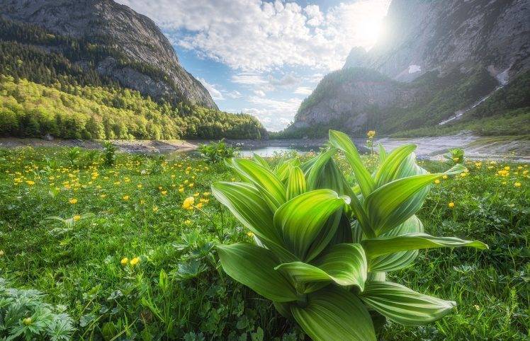 photography, Nature, Landscape, Spring, Mountains, Wildflowers, Sunset, River, Alps, Forest, Austria HD Wallpaper Desktop Background