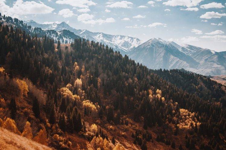 nature, Forest, Landscape HD Wallpaper Desktop Background