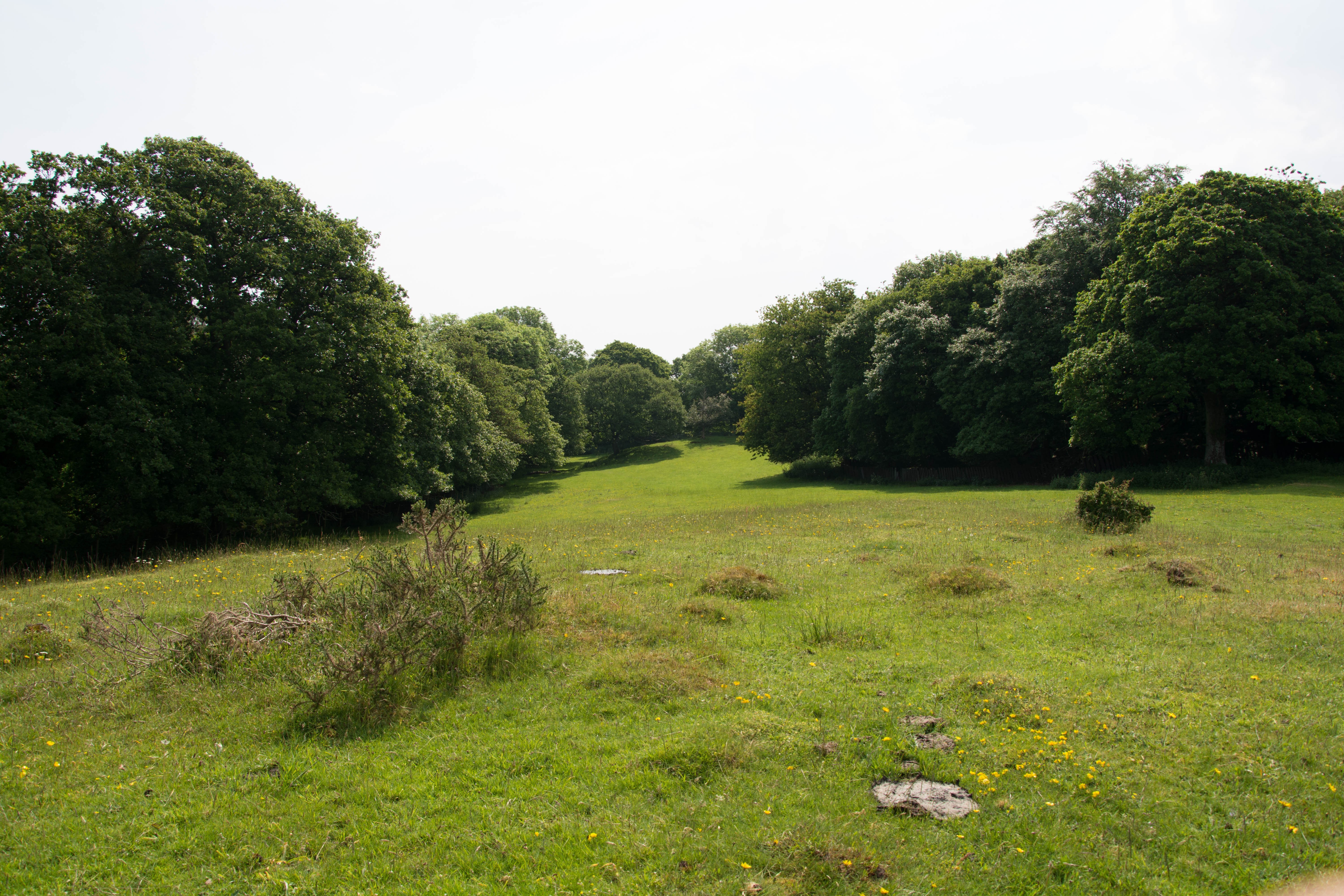 field, Landscape, Trees, Wales, Grass, Sky Wallpaper