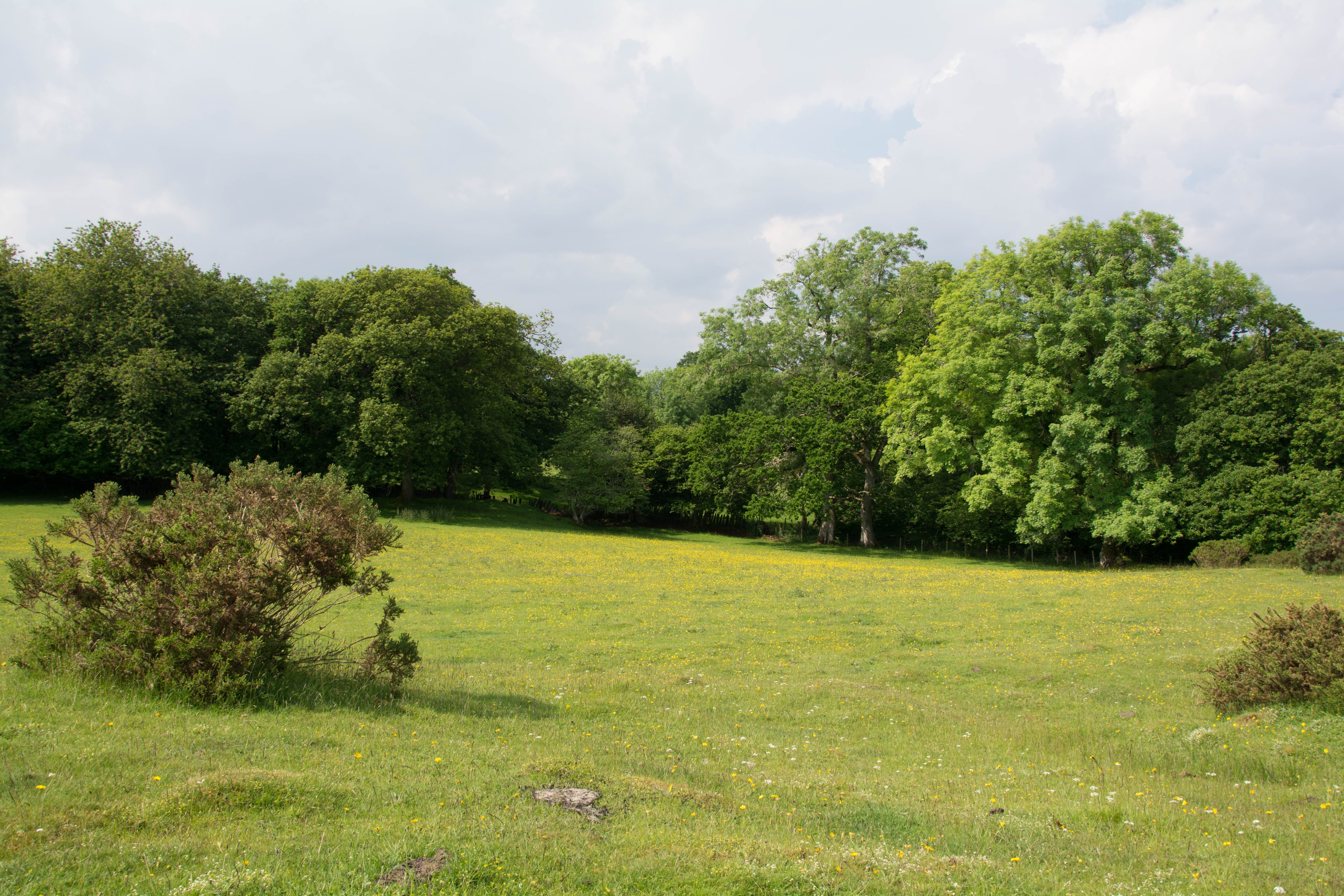 field, Landscape, Trees, Green, Sky, NikonD7100 Wallpaper