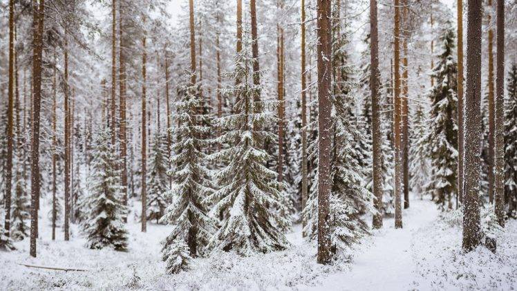 landscape, Snow, Forest, Trees HD Wallpaper Desktop Background