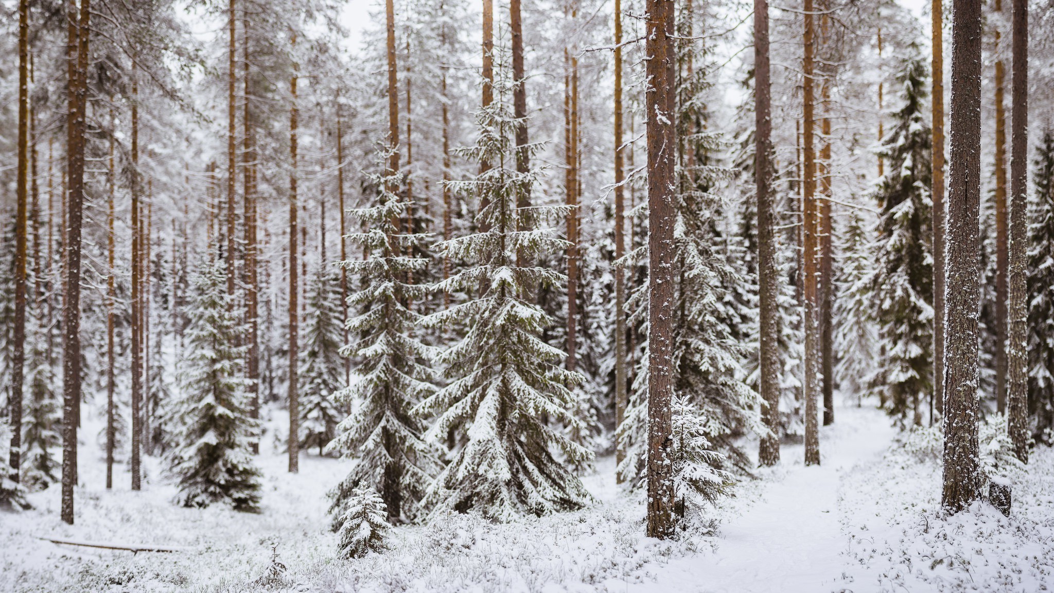 landscape, Snow, Forest, Trees Wallpaper