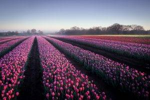 field, Landscape, Flowers, Tulips