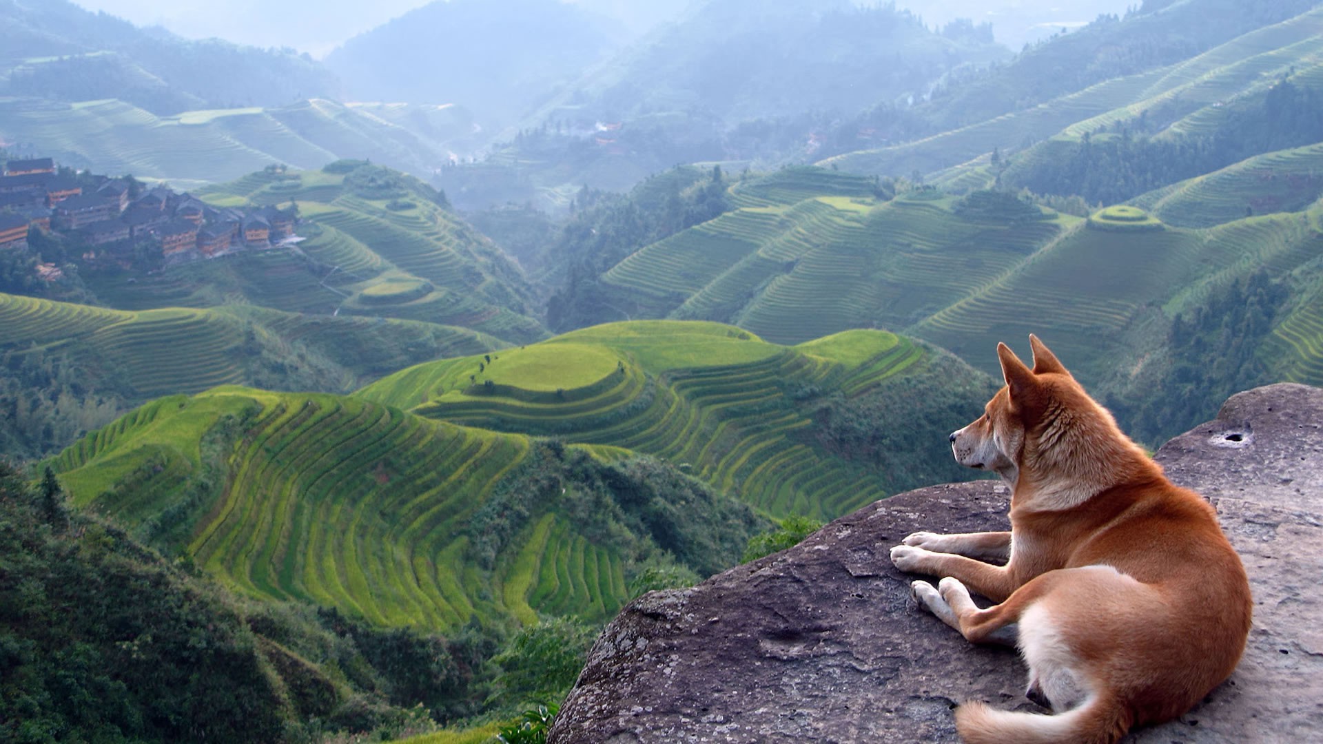 landscape, Dog, Terraces, Shiba Inu Wallpapers HD / Desktop and Mobile Backgrounds