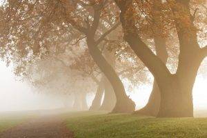 nature, Photography, Landscape, Morning, Mist, Daylight, Oak Trees, Grass, Path, Park