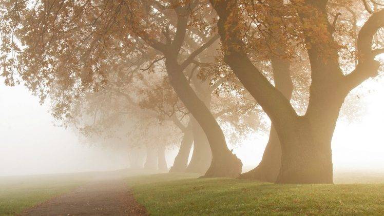 nature, Photography, Landscape, Morning, Mist, Daylight, Oak Trees, Grass, Path, Park HD Wallpaper Desktop Background