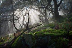 photography, Forest, Dark, Mist, Rocks, Moss, Dead Trees, Nature, Landscape