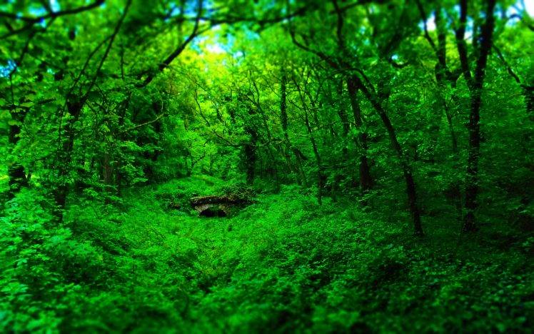 Natural Forest Road Trees Green Forest Grass Hd Wallpaper  Eyecandy for  your XFCEDesktop  xfcelookorg