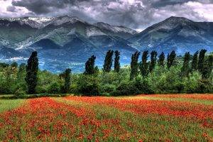 field, Mountains, Trees, Clouds, Landscape, Flowers, Grass, HDR