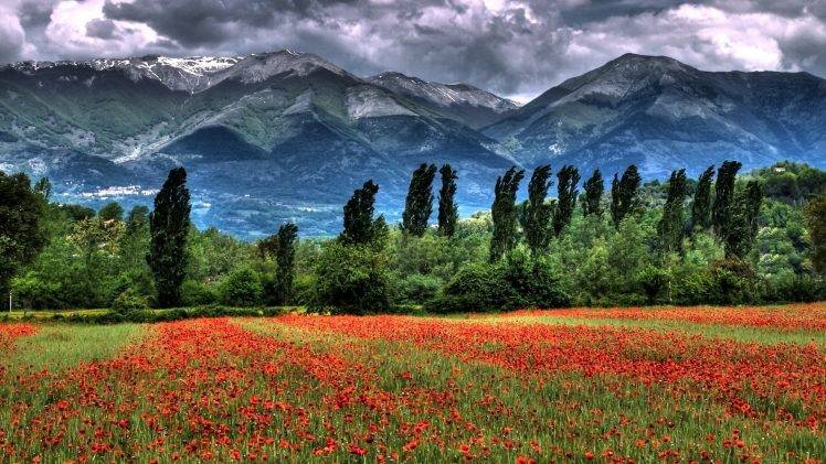 field, Mountains, Trees, Clouds, Landscape, Flowers, Grass, HDR HD Wallpaper Desktop Background