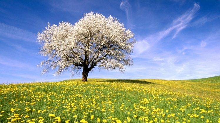nature, Landscape, Trees, Flowers, Sky HD Wallpaper Desktop Background