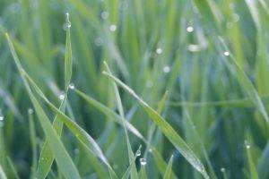 grass, Green, Water Drops