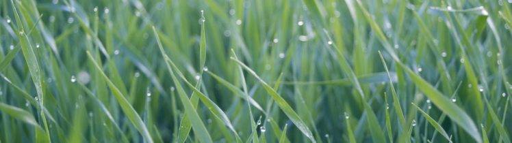 grass, Green, Water Drops HD Wallpaper Desktop Background